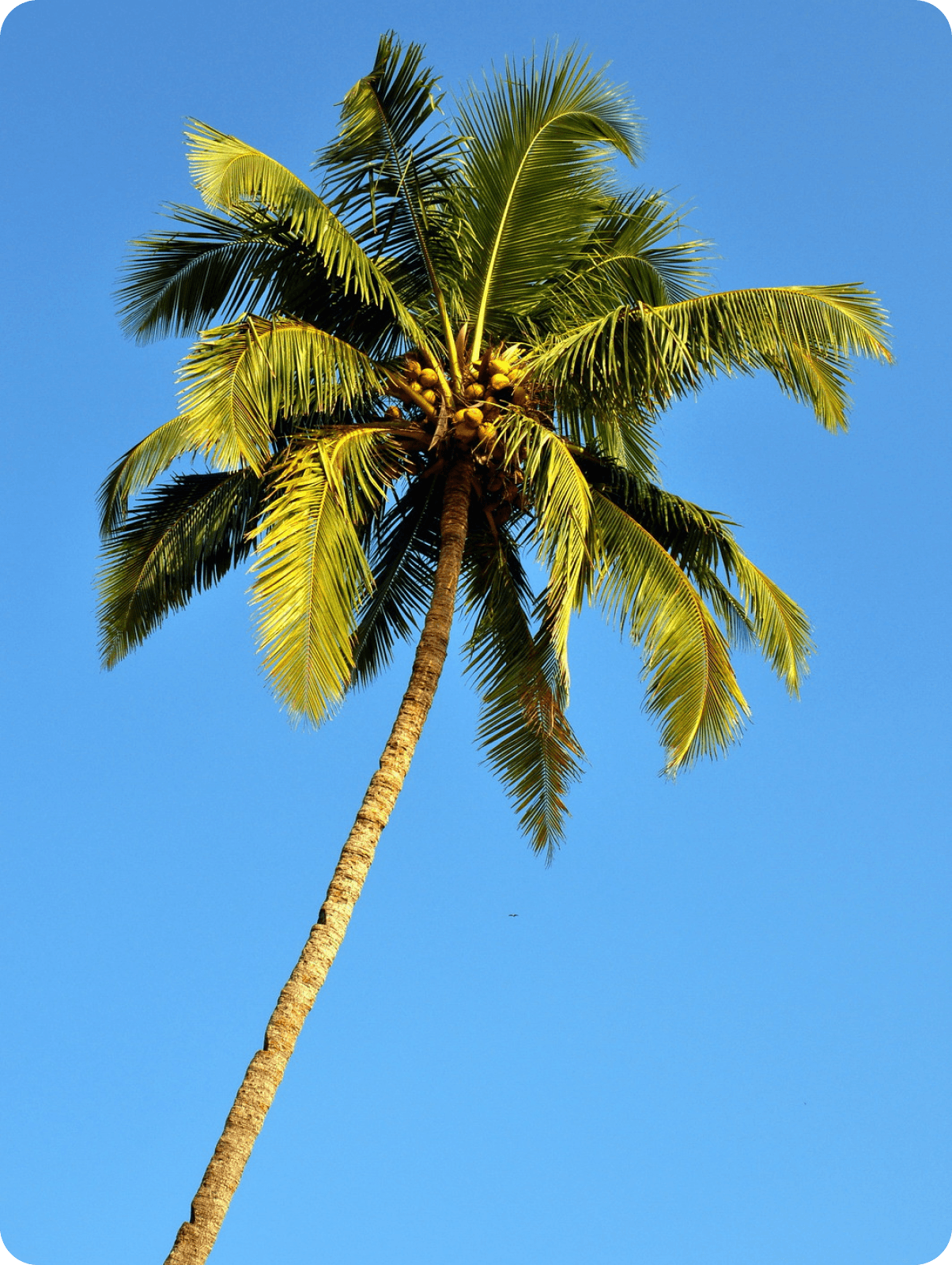 Coconut Tree